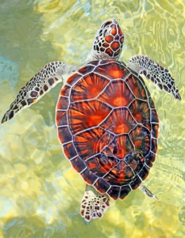 Ocean Turtle Seascape Paint By Numbers