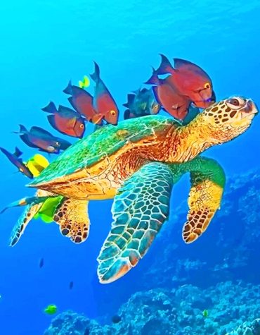 Tropical Seascape Paint By Numbers