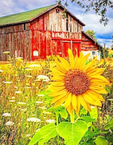 Sunflower Field and Barn Paint By Numbers