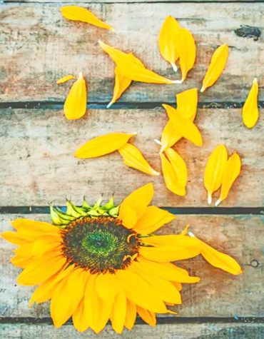 Sunflower Bloom Paint By Numbers