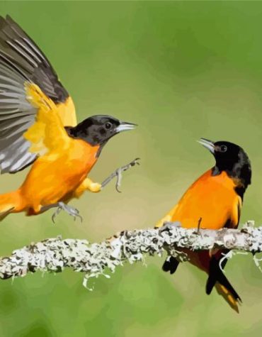 Old World Orioles Birds Paint By Numbers