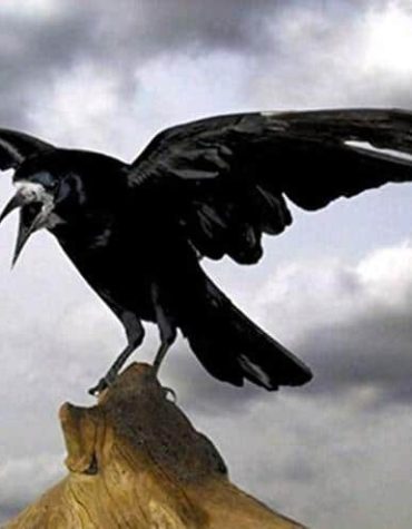 Ominous Black Crow Paint By Numbers