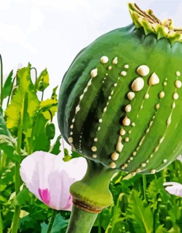 Opium Green Field Paint By Numbers