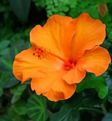 Orange Hibiscus Plants Paint By Numbers