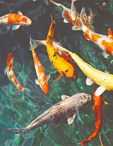 Orange and White Koi Fish Paint By Numbers