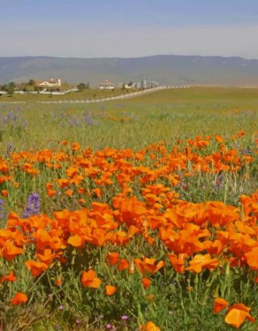 Orange Poppy Fields Paint By Numbers