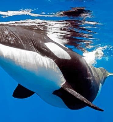 Orca Whale Masterpiece Paint By Numbers