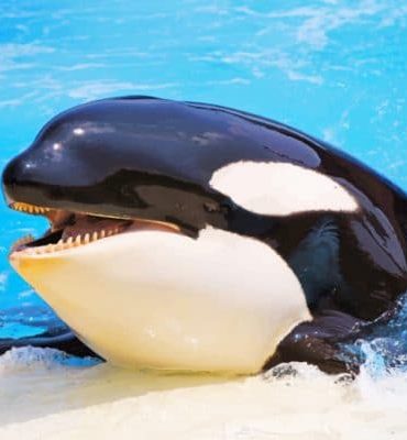 Orca Whale Ocean Vibes Paint By Numbers