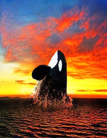 Orca Ocean Sunset Paint By Numbers