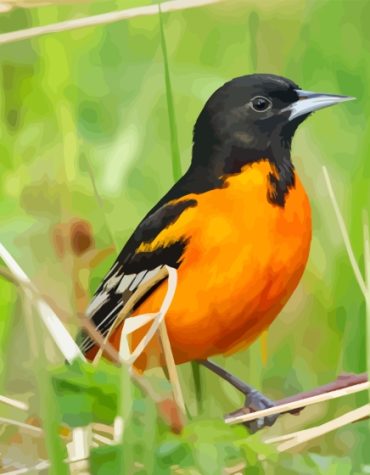 Oriol Birds Collection Paint By Numbers