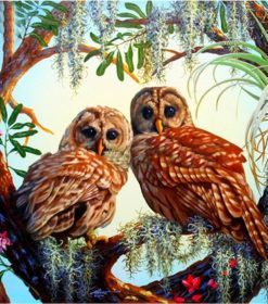 Owls Eastern Screech Paint By Numbers