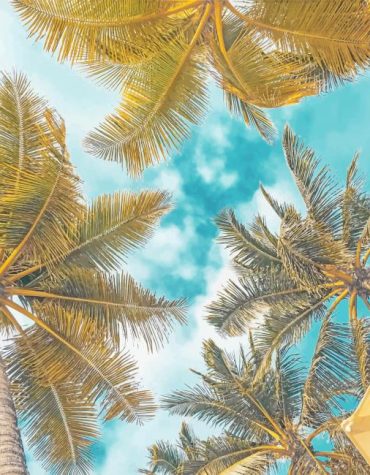 Serene Palms Landscape Paint By Numbers