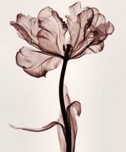 Exquisite Parrot Tulip Paint By Numbers