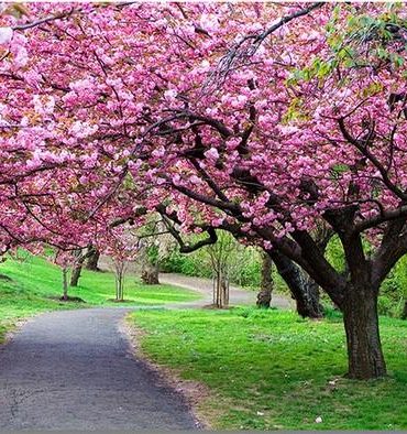Blossoming Cherry Path Paint By Numbers