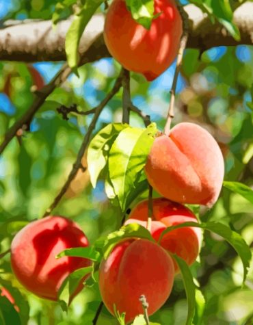 Peach Tree Paint By Numbers