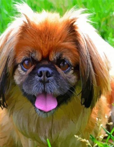 Pekingese Puppy Paint By Numbers