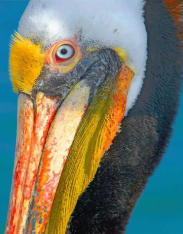 Majestic Pelican Paint By Numbers