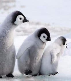 Penguin Themed Porch Paint By Numbers