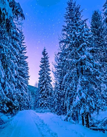 Snowy Trees Landscape Paint By Numbers