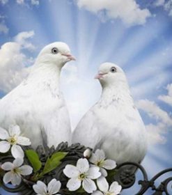 Pigeon and Dove Bird Art Paint By Numbers