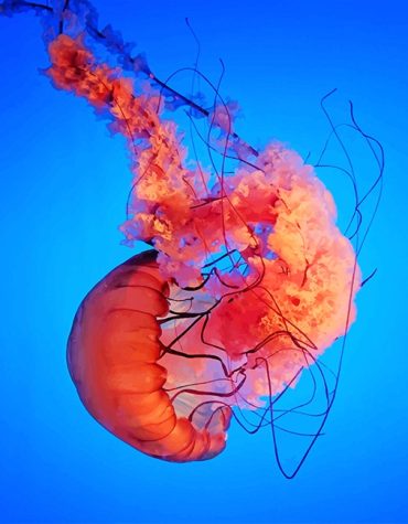 Sea Pink Jellyfish Paint By Numbers