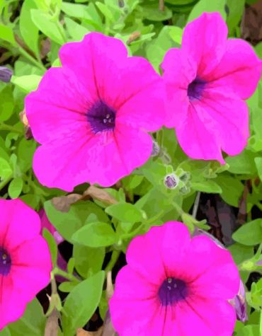 Pink Petunia Flowers Paint By Numbers