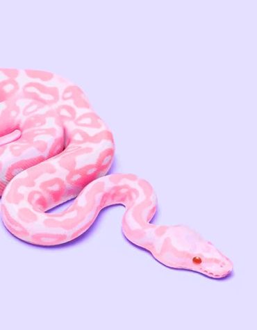 Pink Viper Paint By Numbers