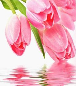 Pink Tulips Bloom Paint By Numbers