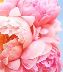 Pink Peony Flowers Paint By Numbers