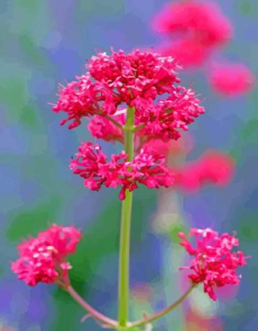 Pink Valerian Flower Paint By Numbers