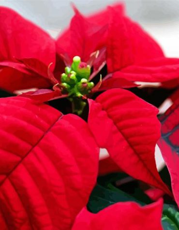 Poinsettia Flower Red Paint By Numbers