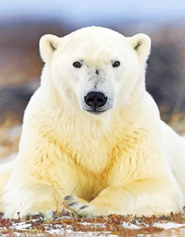 Polar Bear Art Paint By Numbers