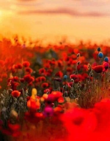 Poppy Field Landscape Paint By Numbers