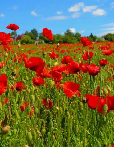 Poppy Field Experience Paint By Numbers