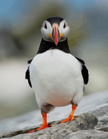 Puffin Cute Wildlife Paint By Numbers
