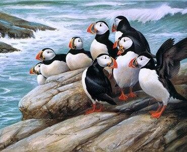 Puffin Wildlife Paint By Numbers