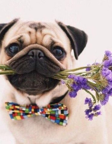 Pug and Floral Friends Paint By Numbers