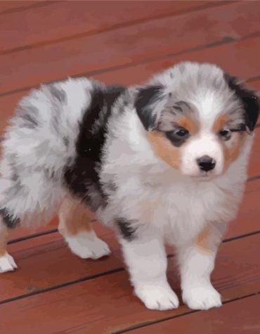Puppy Mini Australian Shepherd Paint By Numbers
