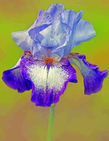 Purple Bearded Iris Flowers Paint By Numbers