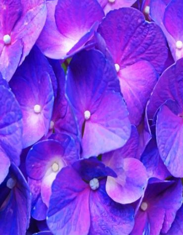Purple Flower Hydrangeas Paint By Numbers
