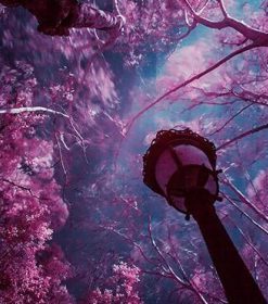 Purple Tree Landscape Paint By Numbers