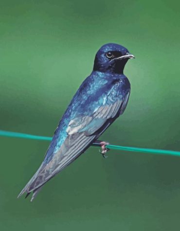 Purple Martin Perched Paint By Numbers