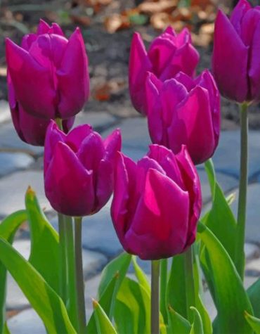 Purple Tulips Paint By Numbers