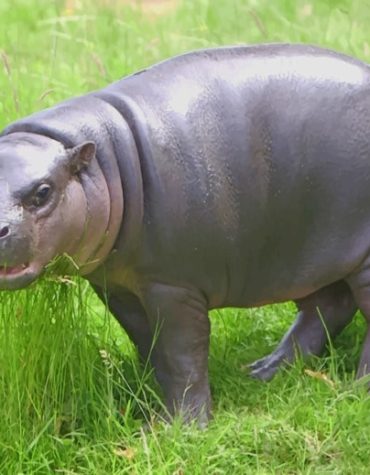 Pygmy Hippopotamus Creatures Paint By Numbers