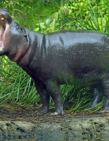 Open-Mouthed Pygmy Hippo Paint By Numbers
