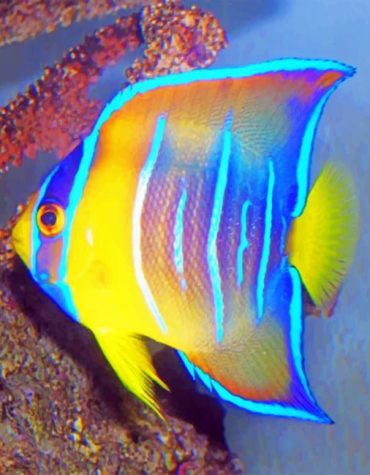 Queen Angelfish Ocean Beauty Paint By Numbers