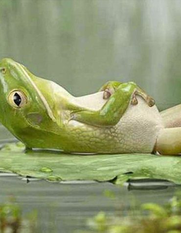 Quiet Frog Animal Paint By Numbers