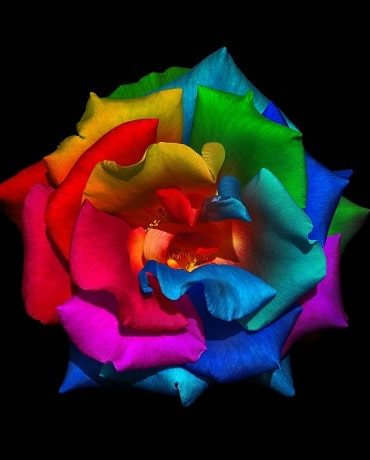 Colorful Rainbow Rose Paint By Numbers