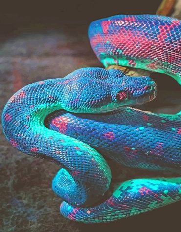 Colorful Rainbow Snake Paint By Numbers