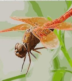 Red Dragonfly Insect Paint By Numbers